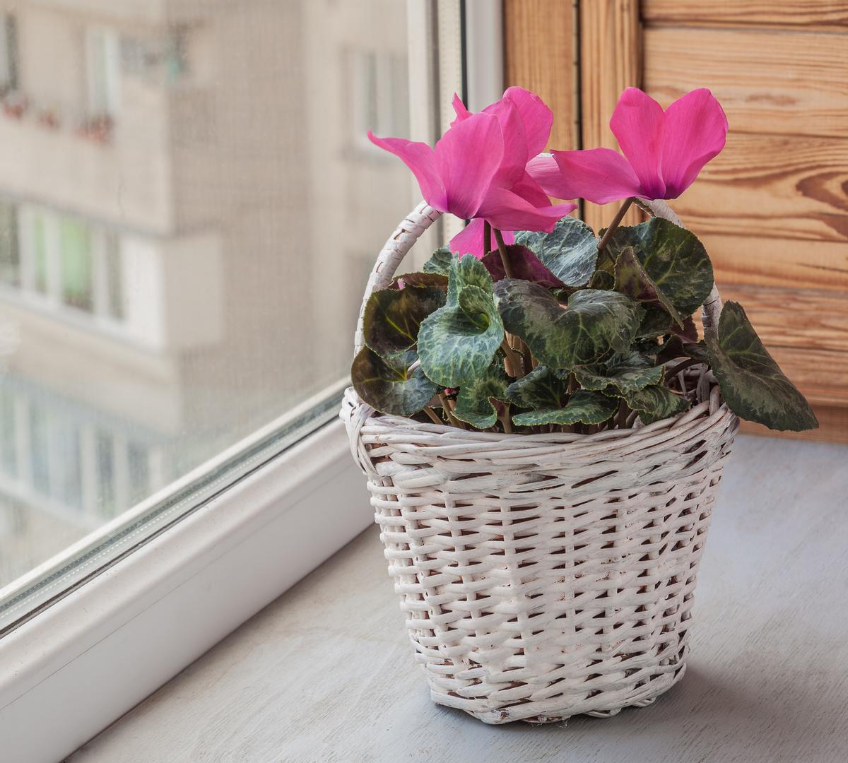 Be Careful, Cyclamen Wildflowers Could Be Toxic to Your Pets