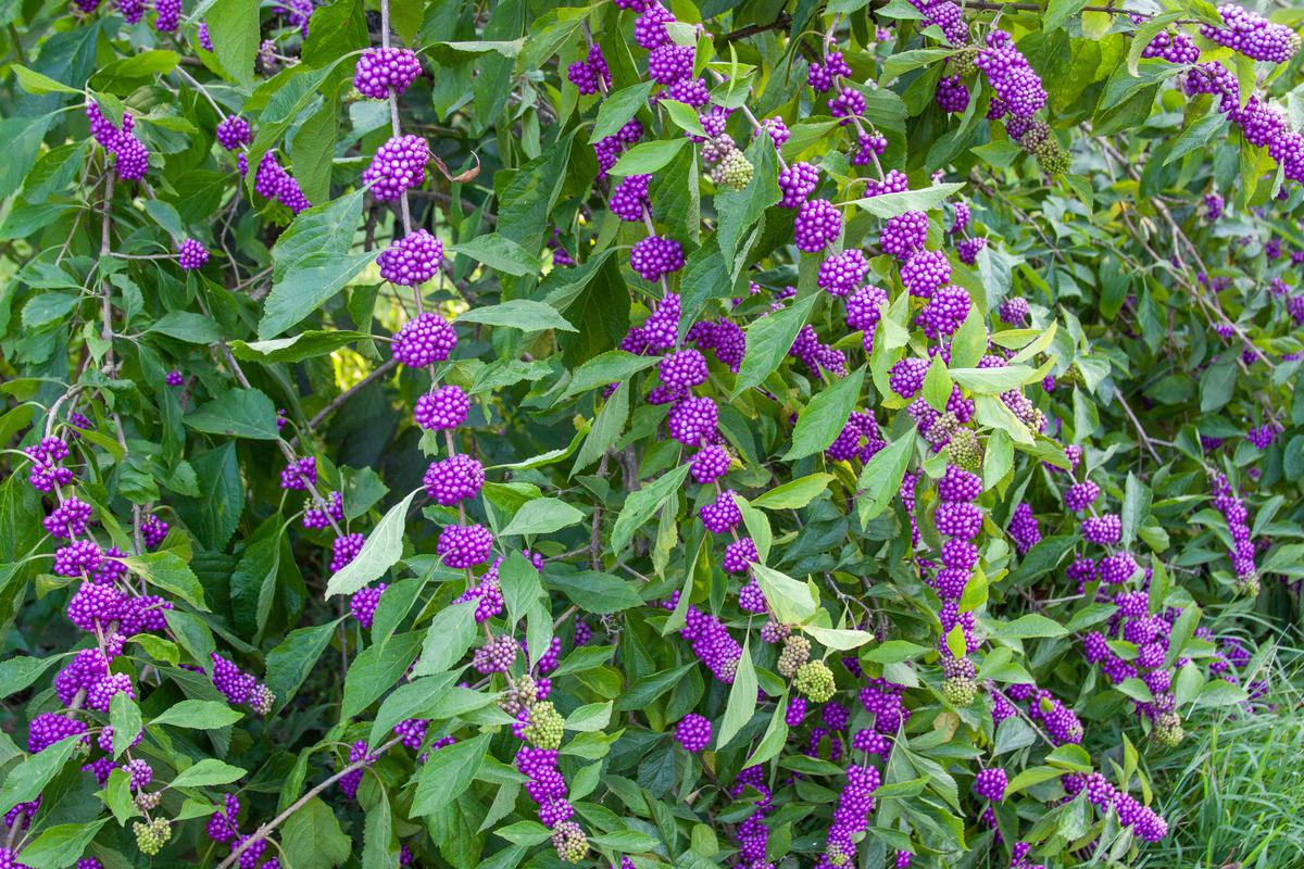 Beautifying Your Garden With Beautyberries