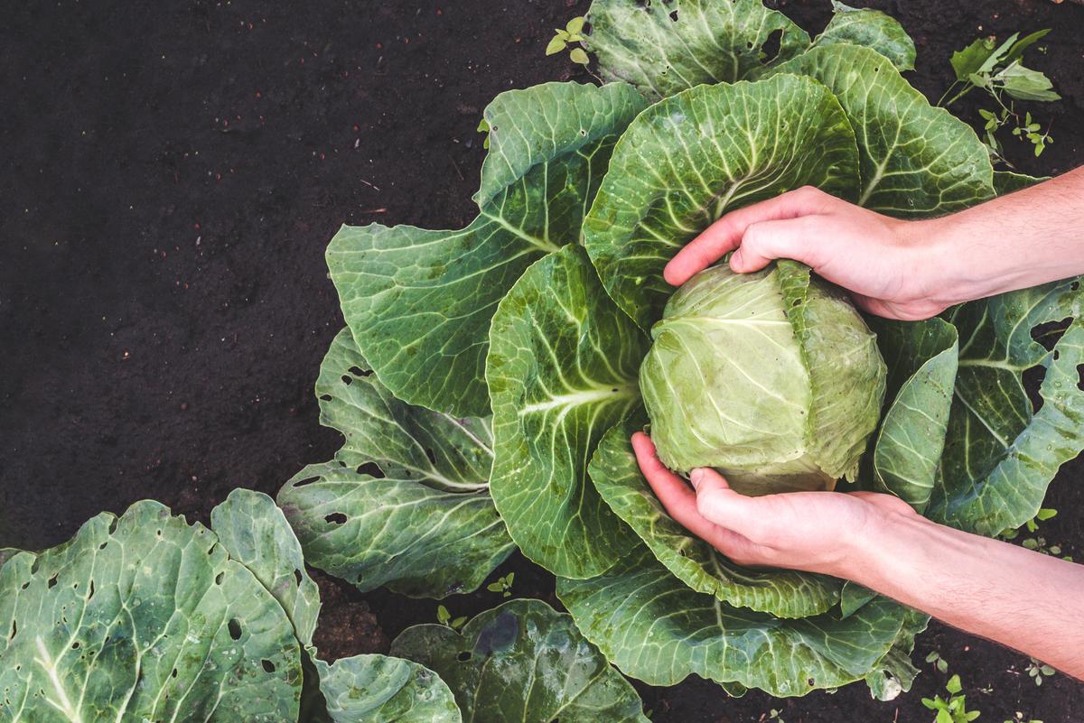 Cabbages Are Extremely Versatile in the Kitchen