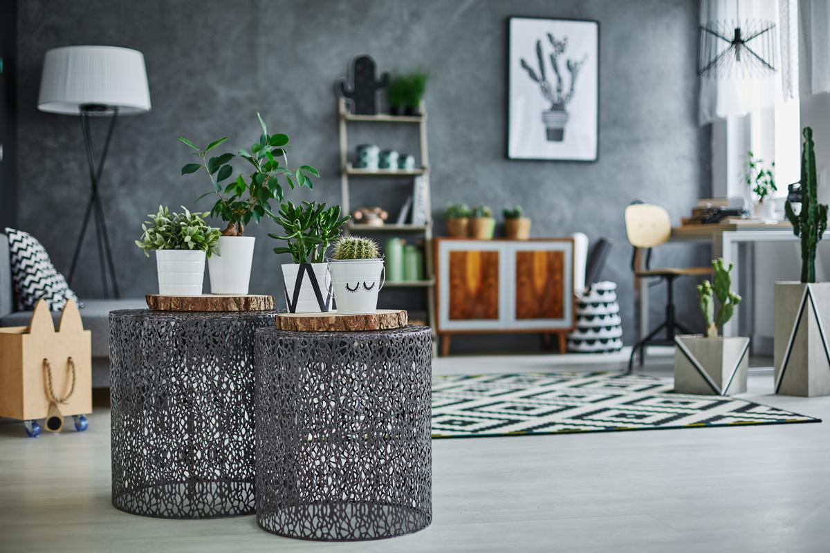 Nature's resilience on display: Mexican cacti bring a touch of desert charm and natural beauty to your home decor.