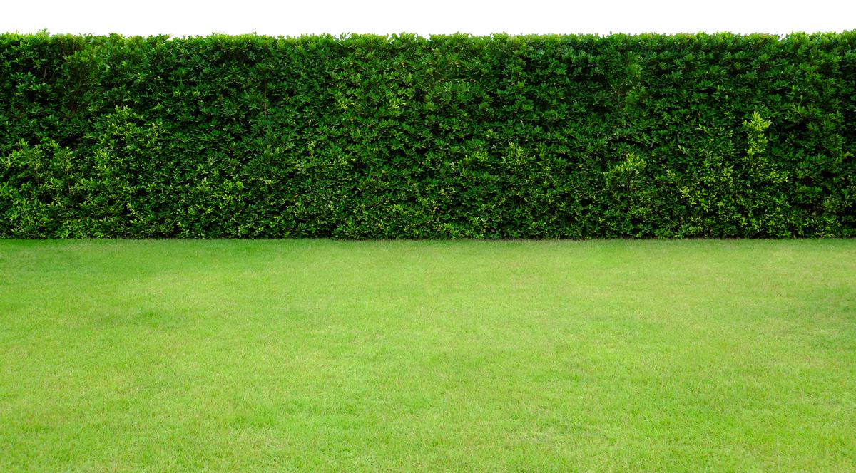 Can You Grow Hedges Instead of Building a Fence?