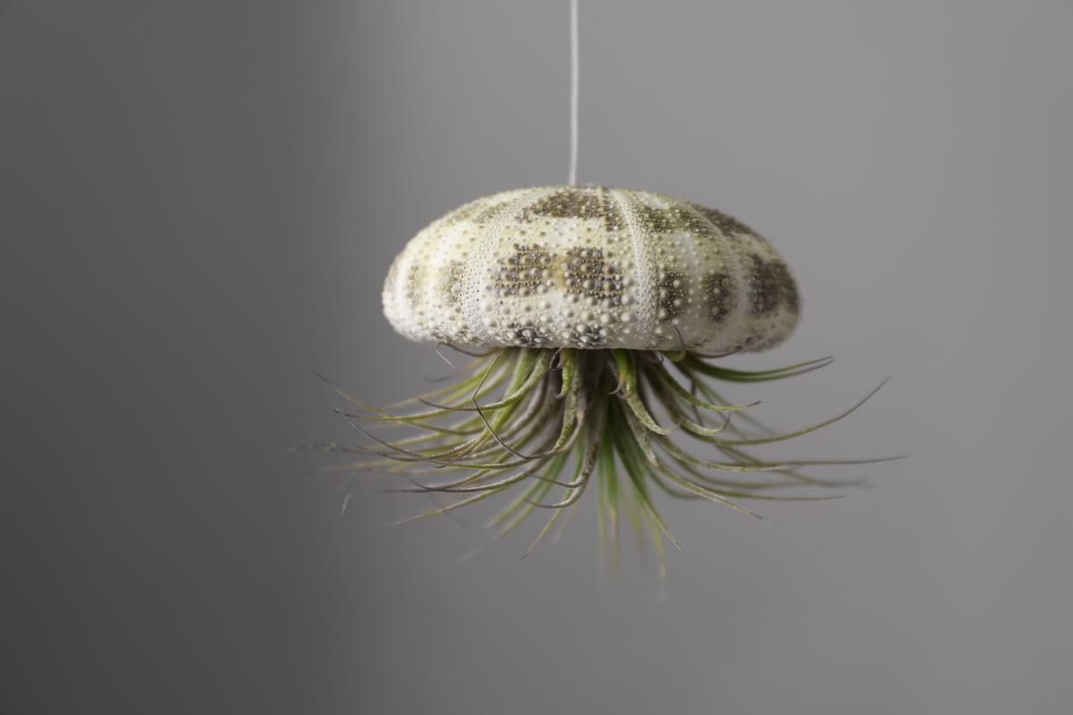Captain Bulbosa Is One Of Many Air Plants You Can Create the Floating Tentacles With