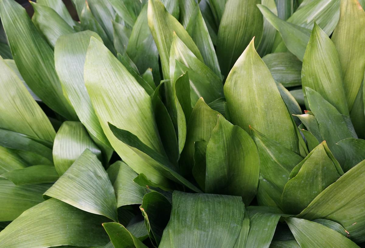 Cast iron plants offer rich foliage to your interior.