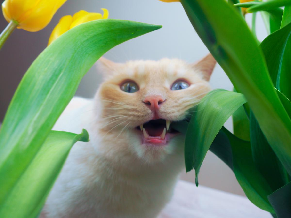 Cat-Friendly Plants to Spruce Up Your Interior