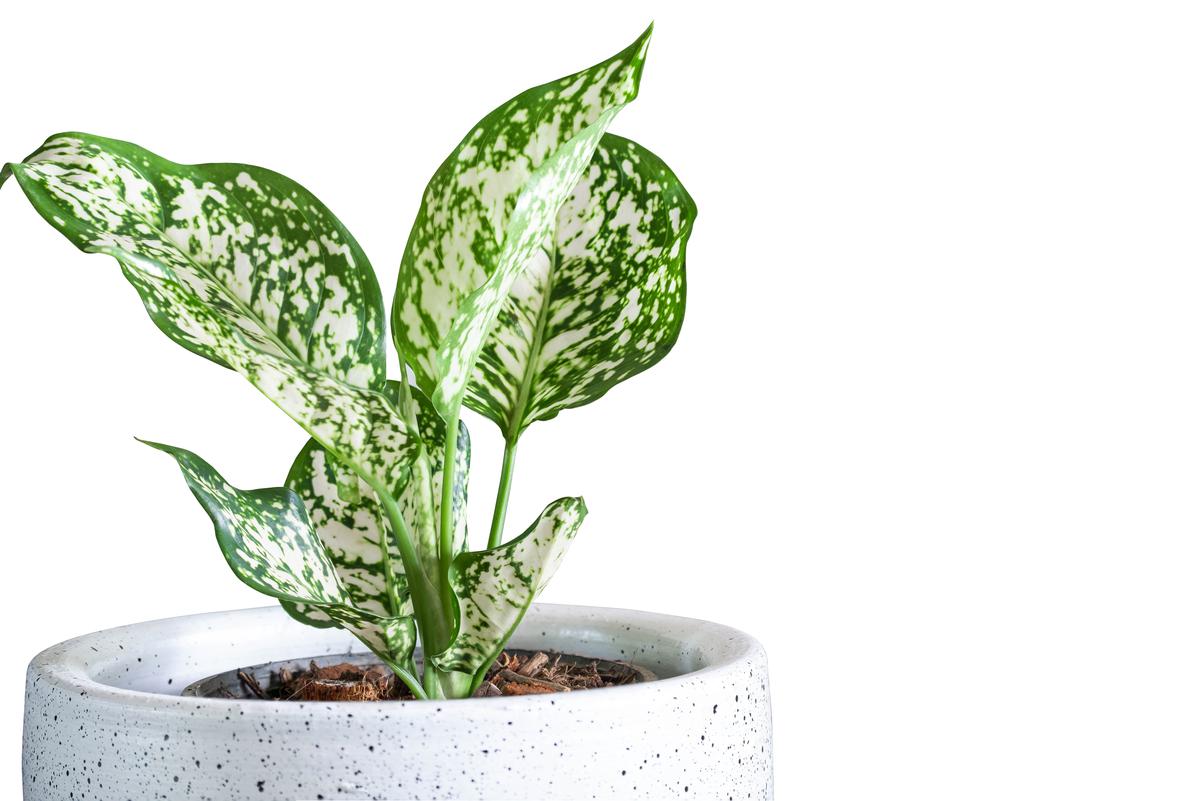 Chinese evergreens do not like direct sunlight, so low light environments will be optimal for their growth.