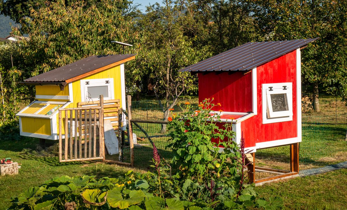 your-guide-to-building-a-diy-chicken-coop-for-your-backyard