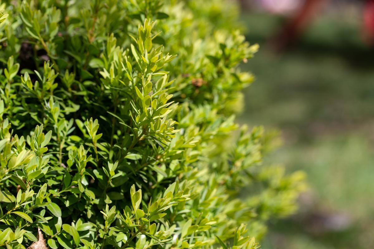 Common Properties of the Boxwood Plant