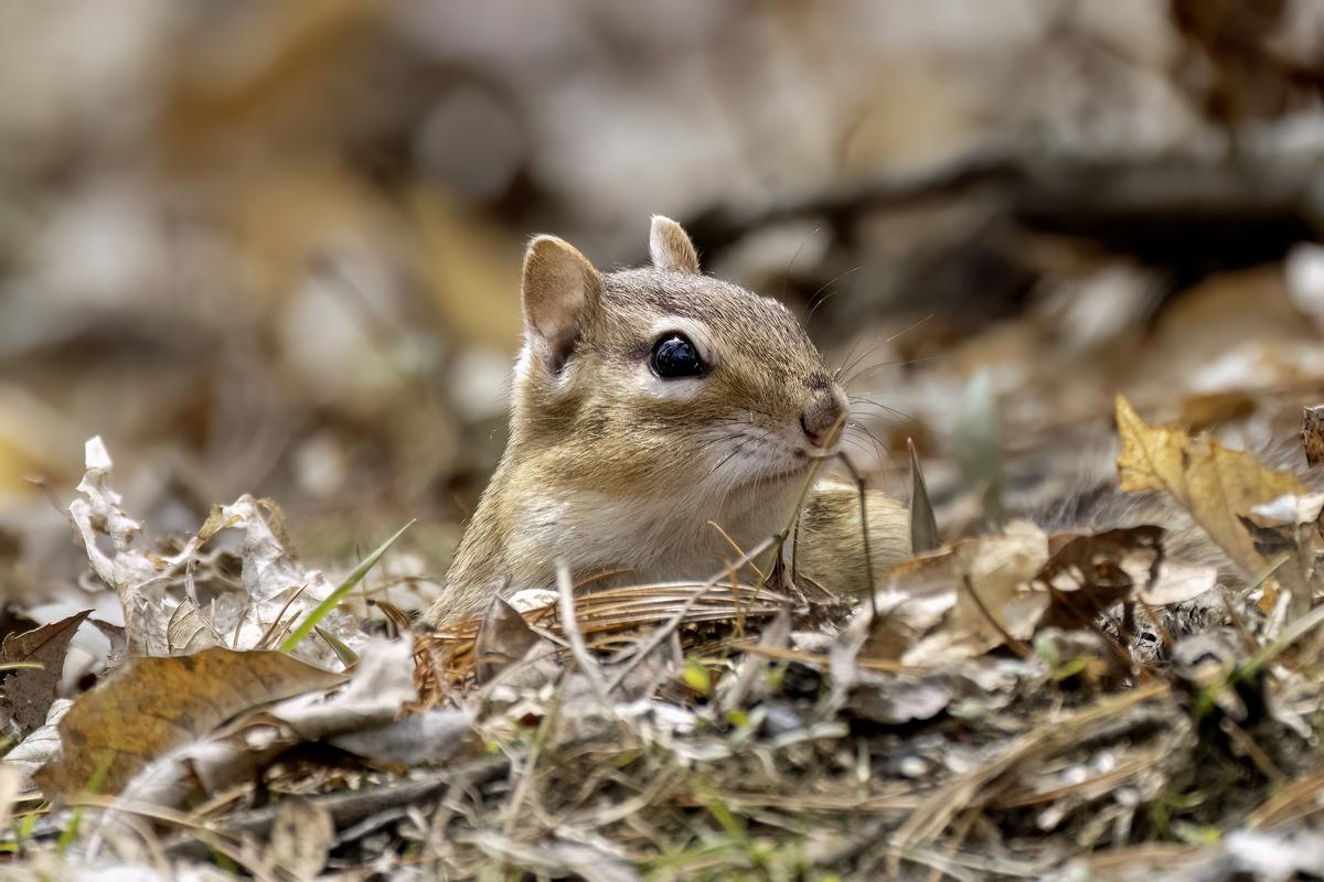 How To Get Rid Of Chipmunks In Your Yard