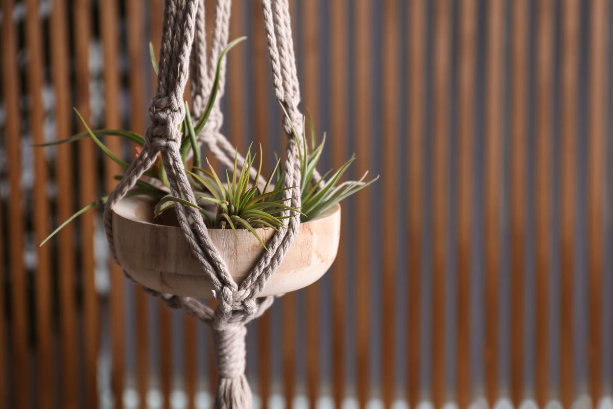 Decorating Your Home With Air Plants Is A Great Way to Bring Your Biophilia Game a Notch