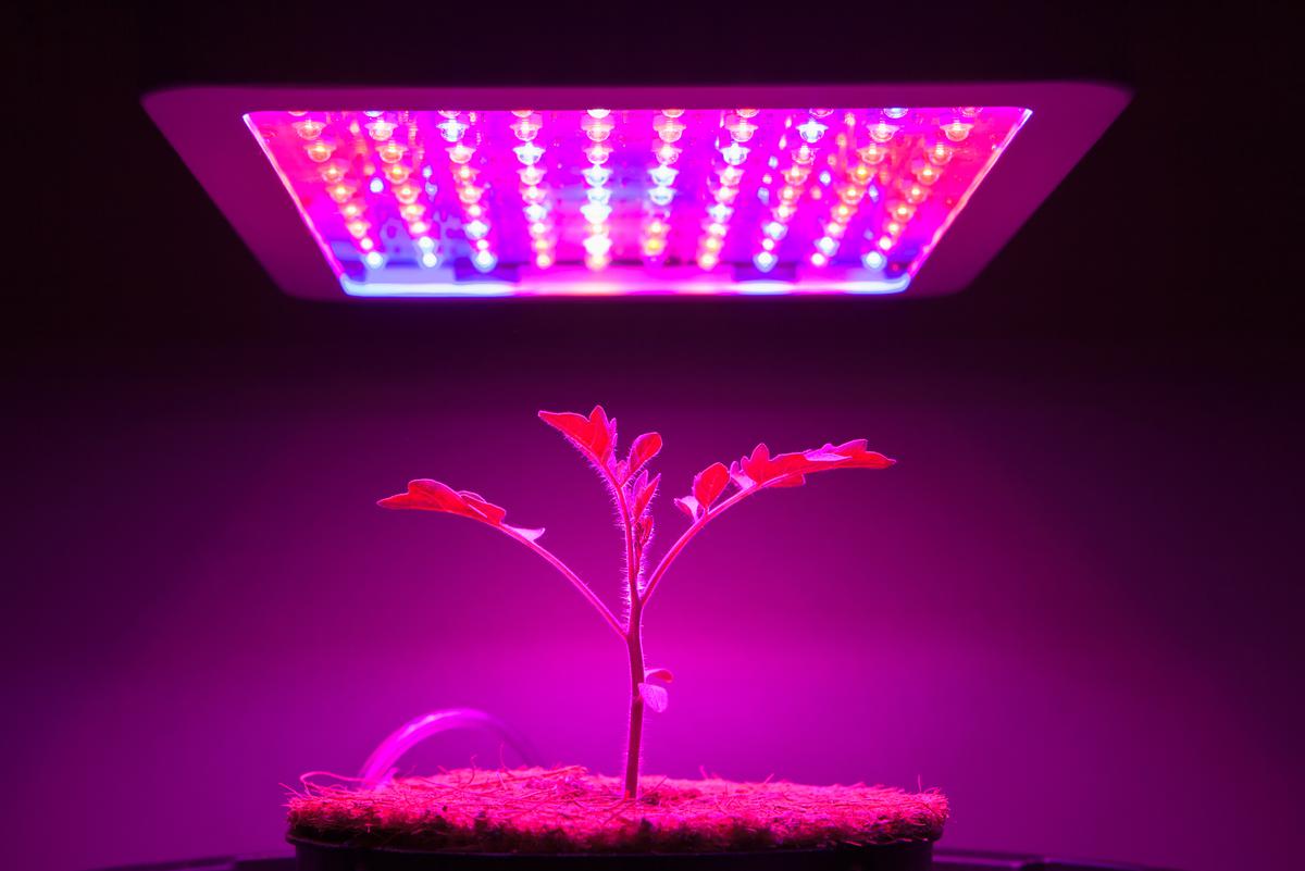 Different grow lights to choose from.
