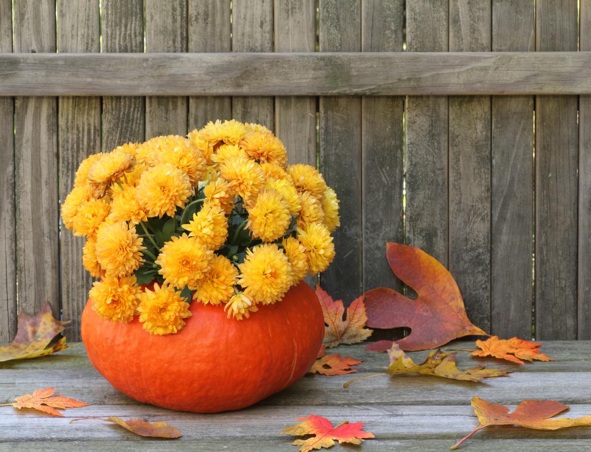 Display Your Fall Mums in Multiple Colors