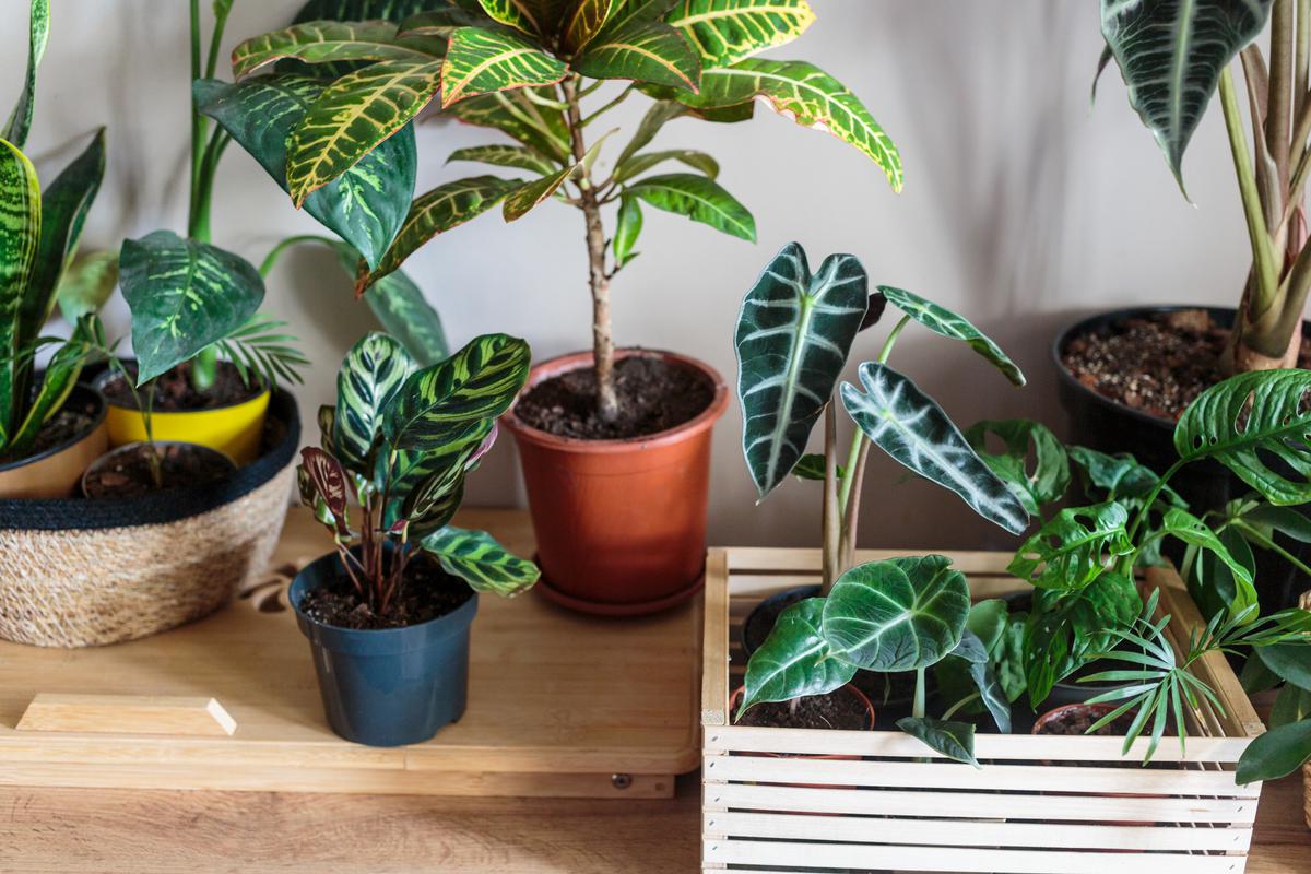 Do not limit yourself to plants that exclusively purify the air surrounding you, make sure to often opt for ones that enhance your interior too!