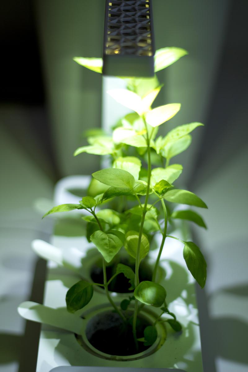 Easy to Grow Indoor Herbs to Use In Your Cooking