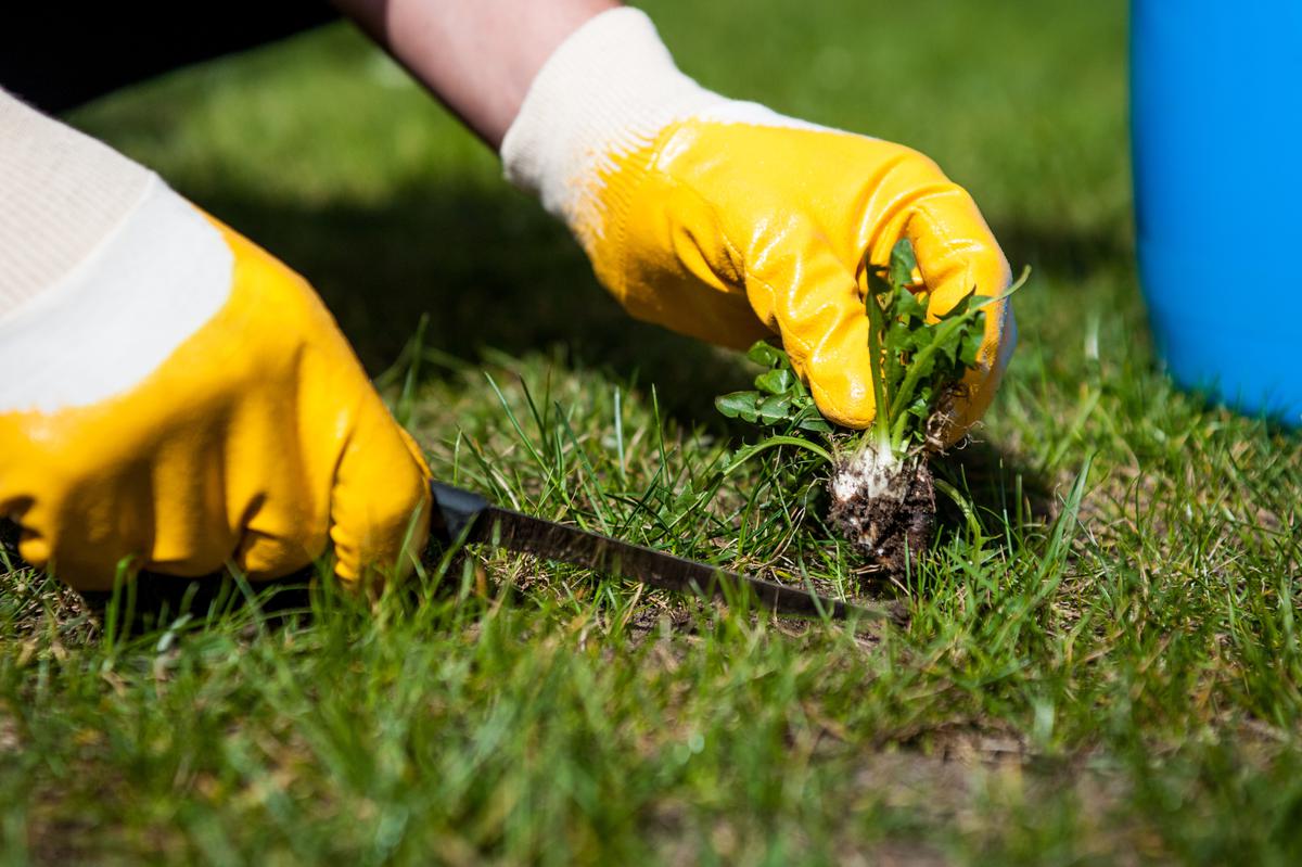 Effective Ways to Weed Your Backyard
