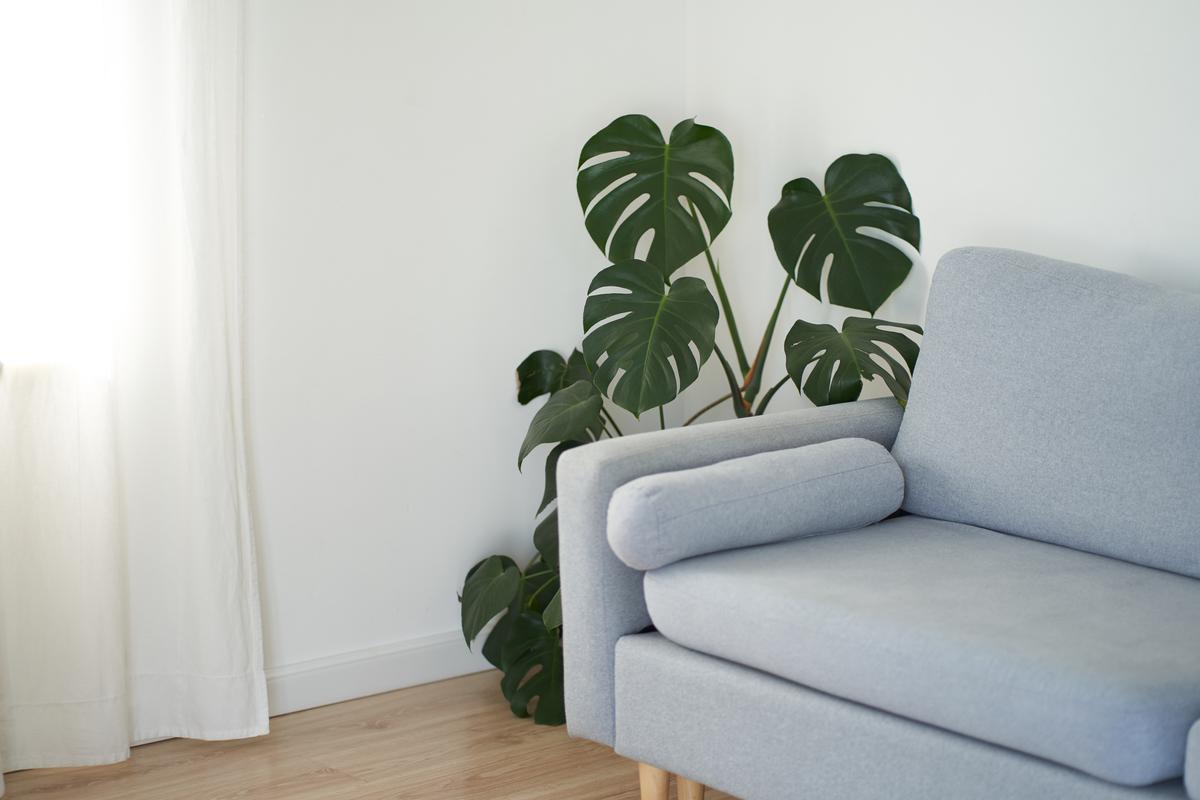 Even Just a Few Plants Can Really Add Character to a Blank Room Corner