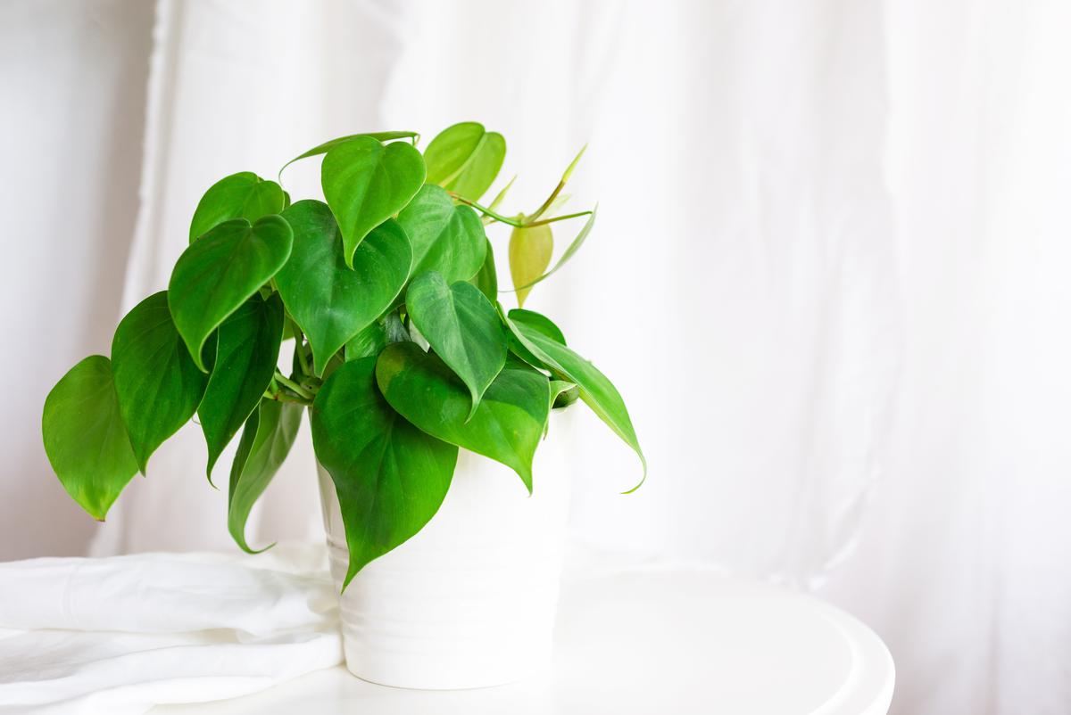 Faux Philodendron Can Make Your Rooms Feel Fresh Even in Fall