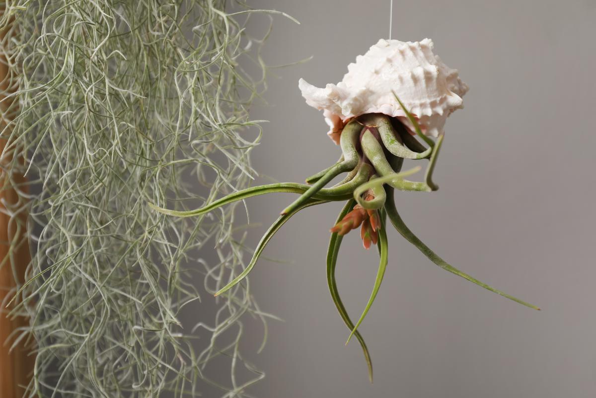 Fun Ways to Display Air Plants In Your House