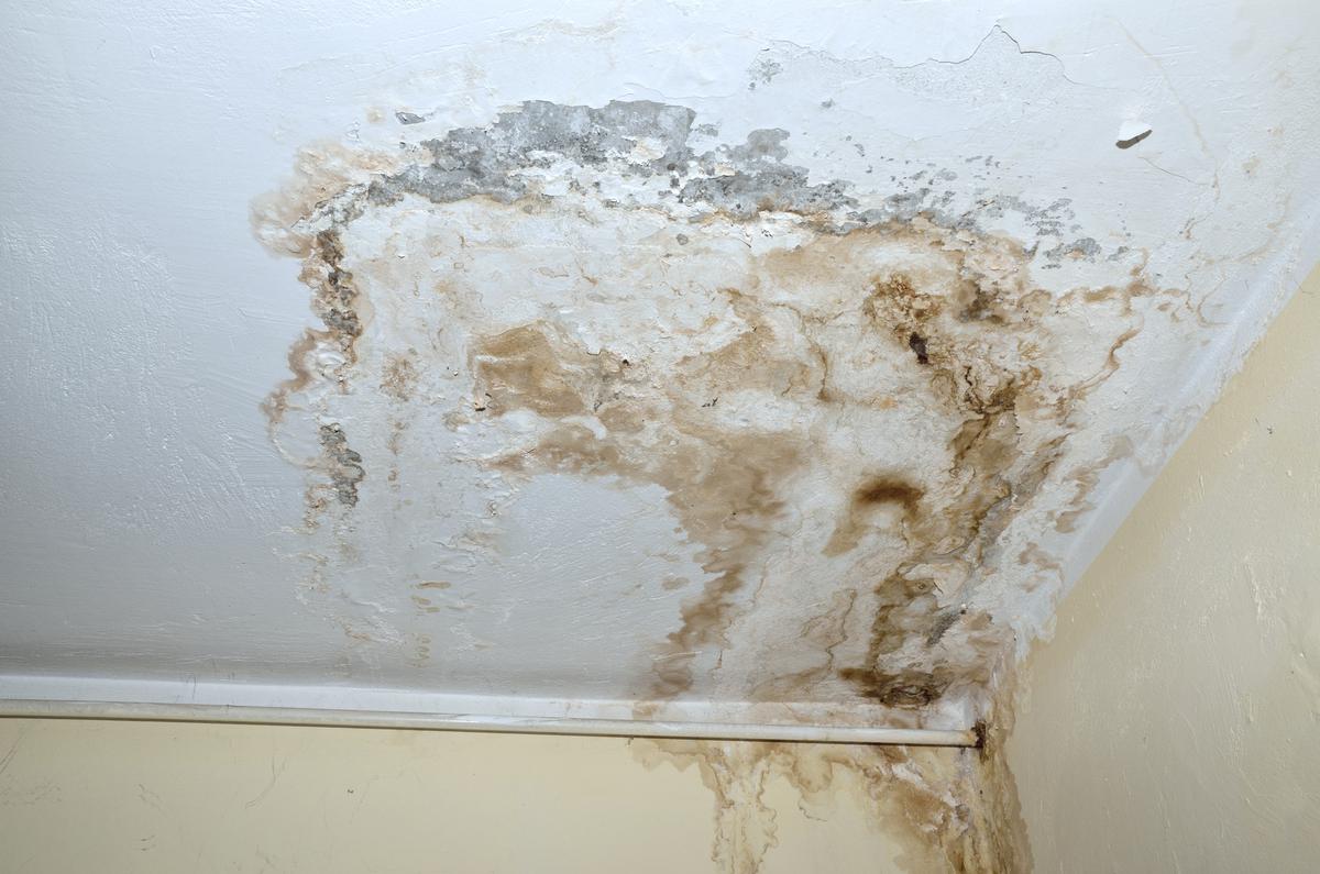 Different Types Of Mold You Can Find In Your House