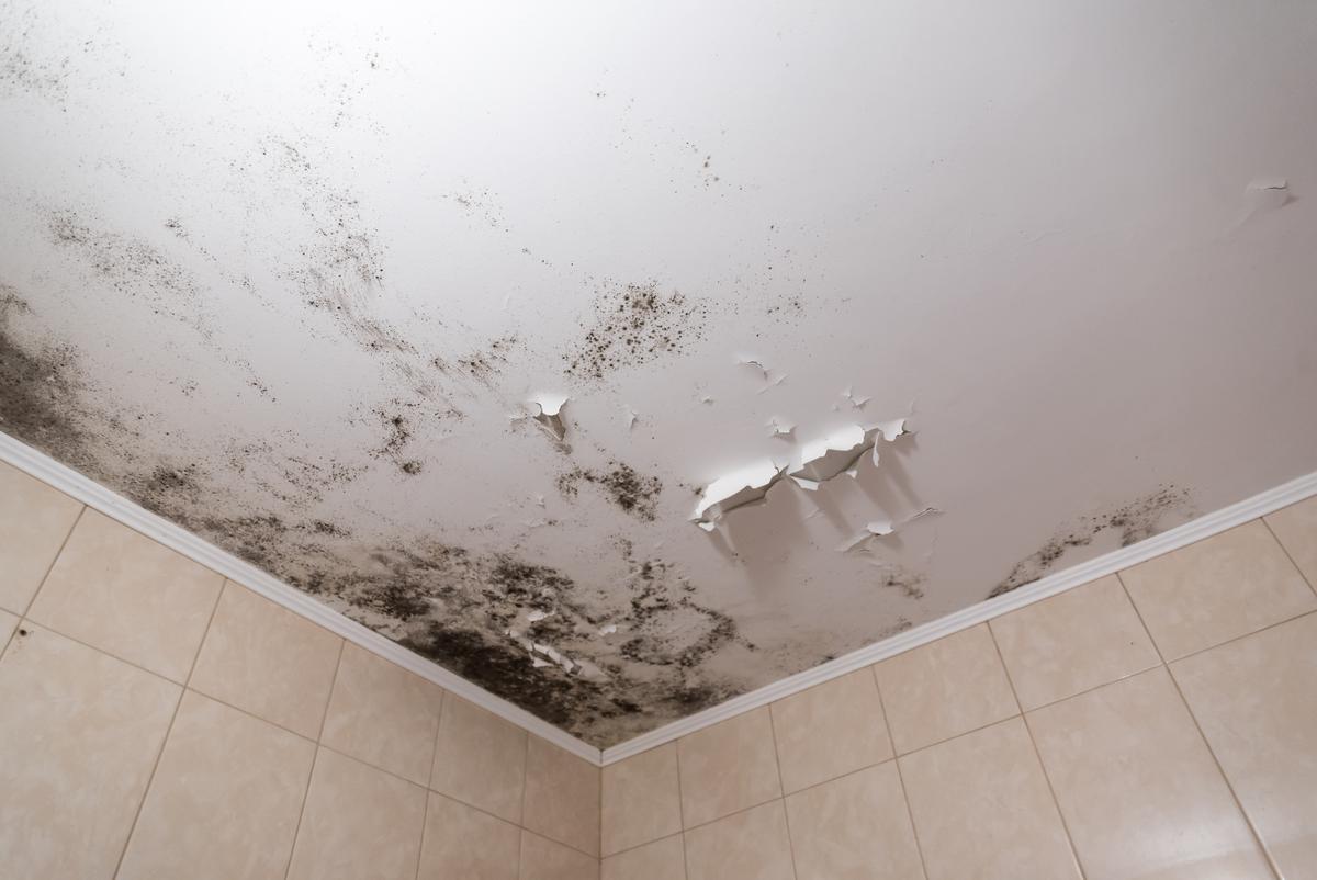 Getting Rid of Black Mold on the Ceiling