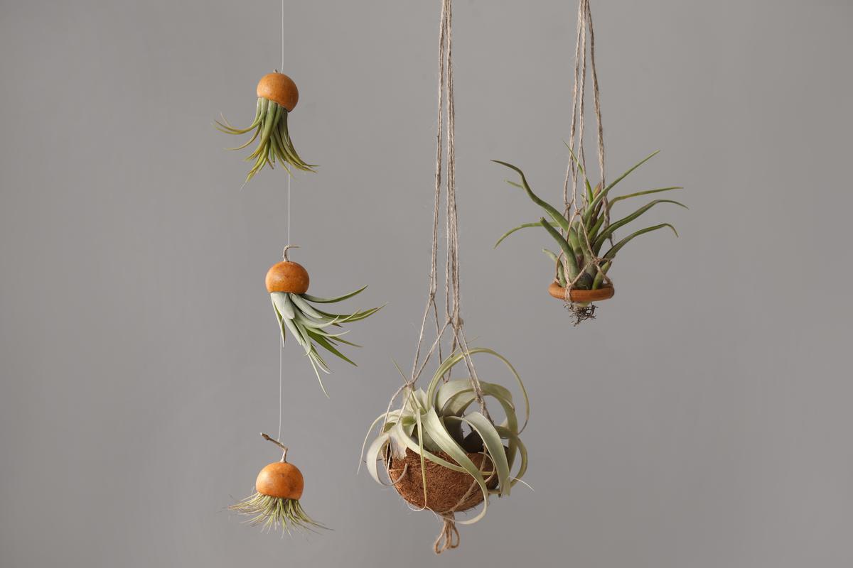 Getting to Know Air Plants In all Their Aerial Glory