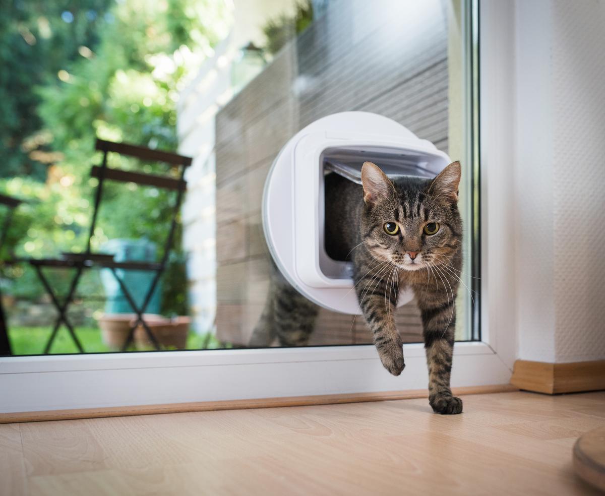 Give Your Furry Members of the Household Access to the Outside World