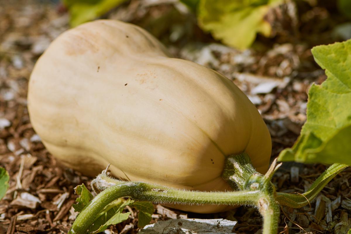 Growing Fall Squash That We All Know and Love