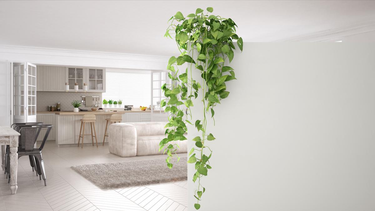 Growing Ivies indoors is a good choice because they’re very low light houseplants.