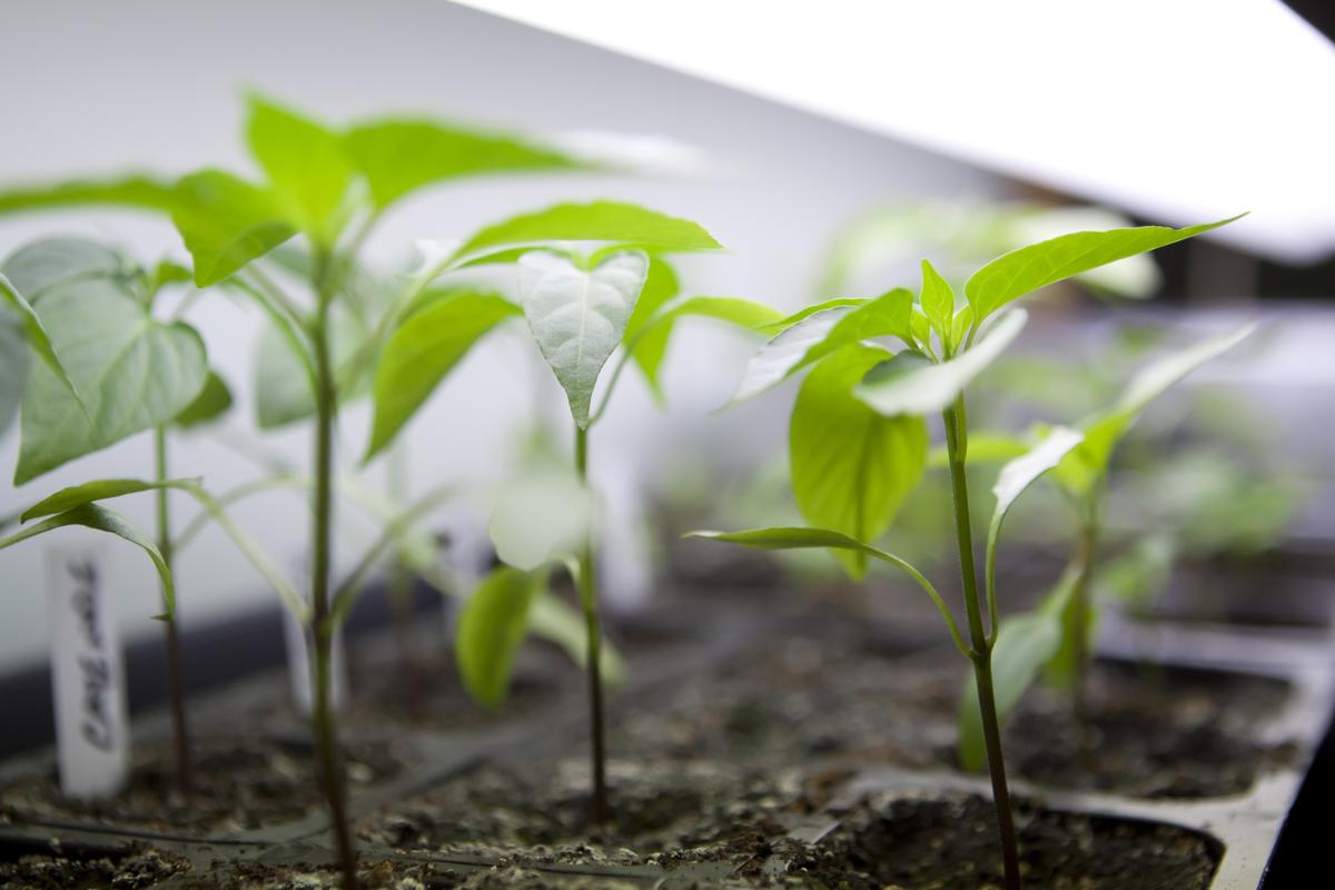Growing Plants With Practical and Affordable Fluorescent Bulbs