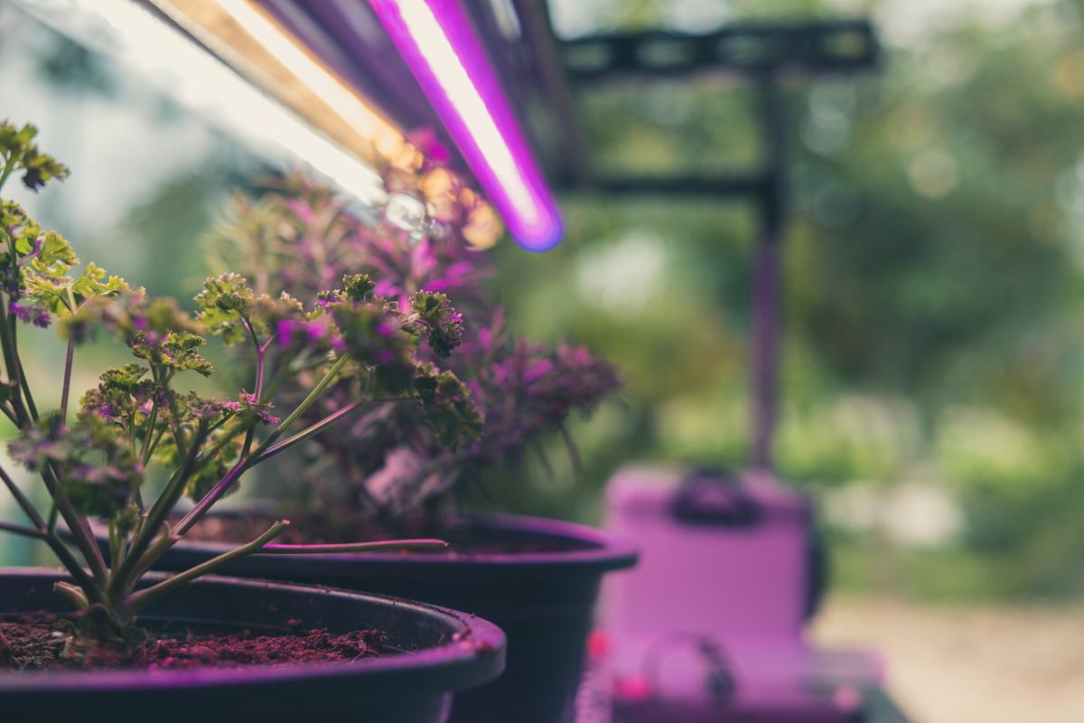 HID Lights for the More Intense Growing