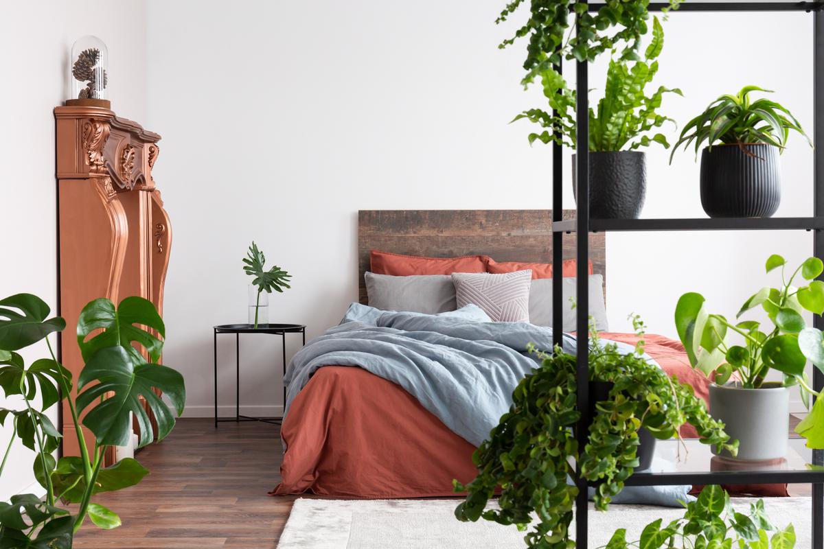 Houseplants Emit Refreshing Vibes in Feng Shui Spaces