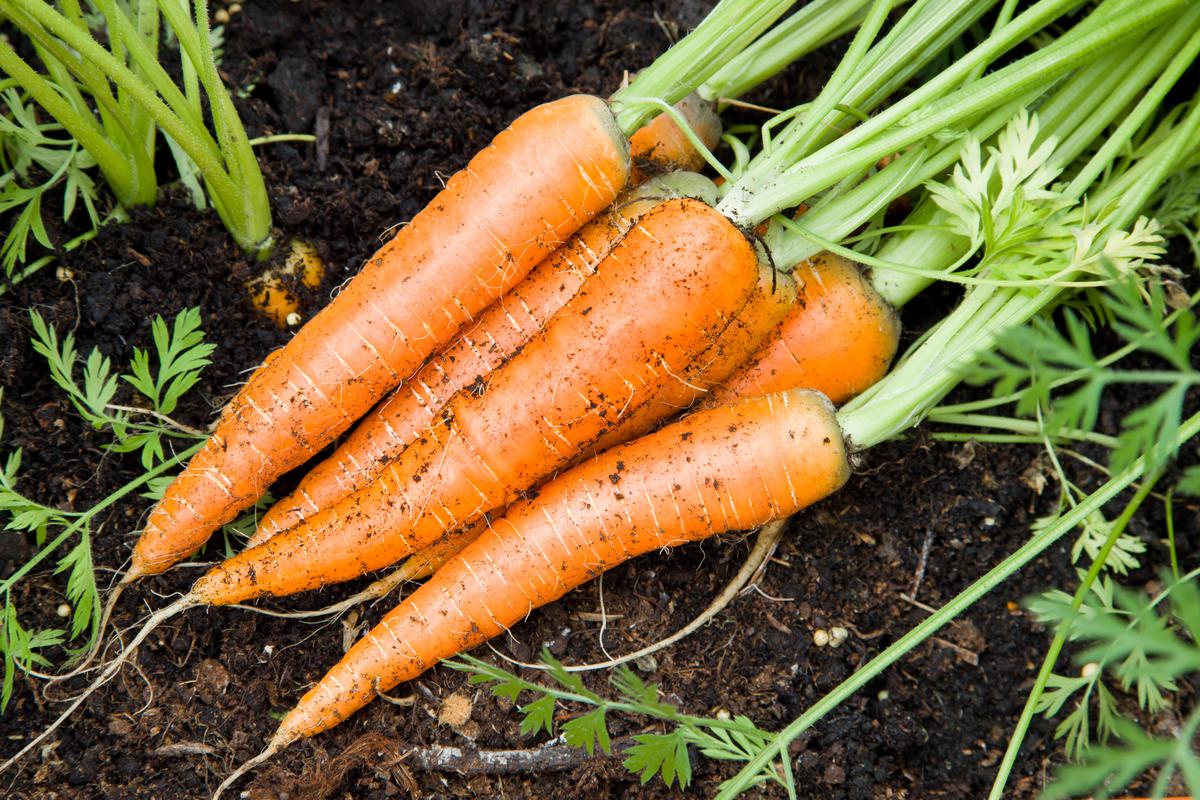 How Are Carrots So Convenient to Grow?