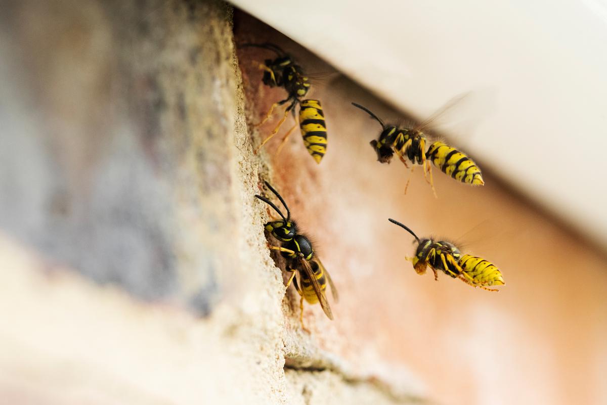 How Do Pests Get Into Your House?