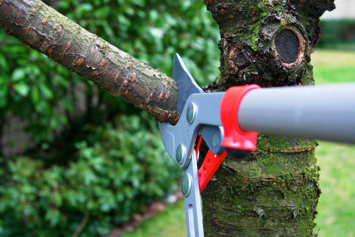 How Pruning Trees Prevents Damaging Your Exterior