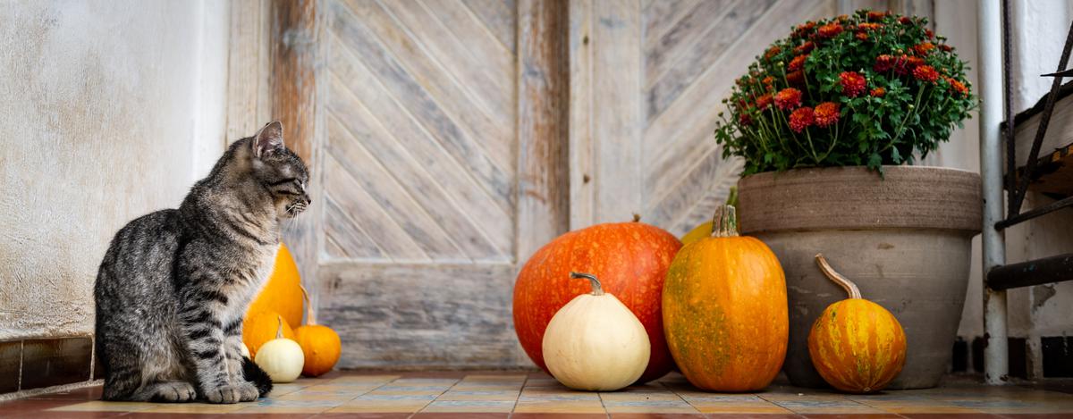 How Pumpkins Work As the Most Recognizable Fall Motif