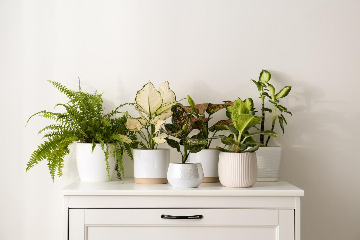 Arranging plants in the living room is one of the crucial steps in feng shui in bringing the energy flow.