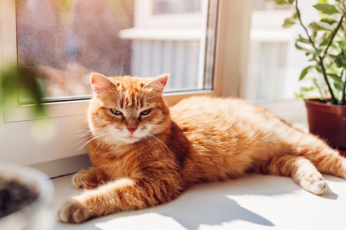 Tips On How To CatProof Your House