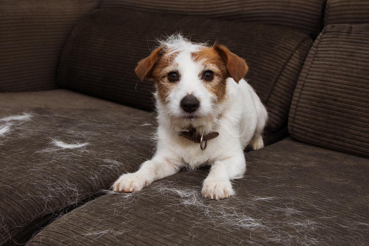 How to Easily Pick Out Pet Hair