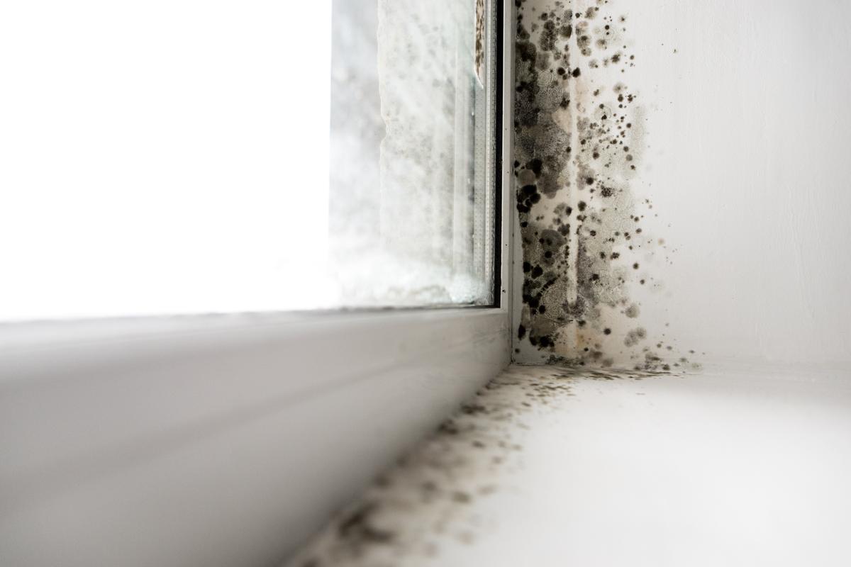 how-does-mold-grow