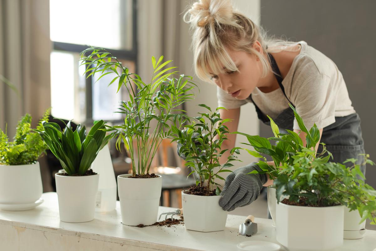 Nature's Air Purifiers: Houseplants are allies in combatting indoor air pollution.
