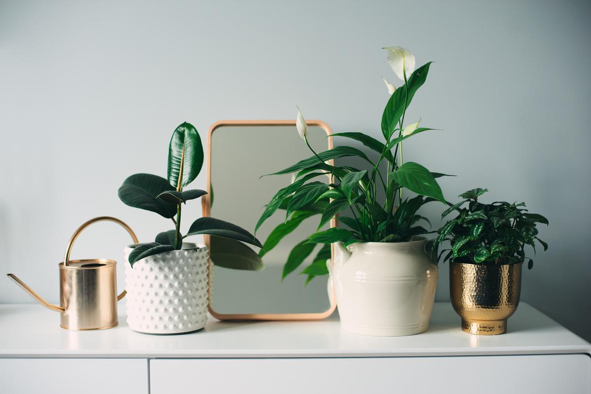 Indoor Plants to Bring Your Winter Interior to Life