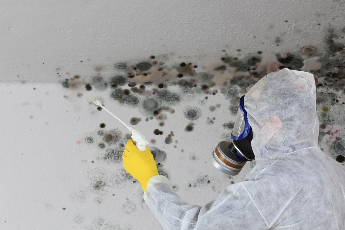 Investing in the Removal of Mold and Mildew Before It’s Too Late