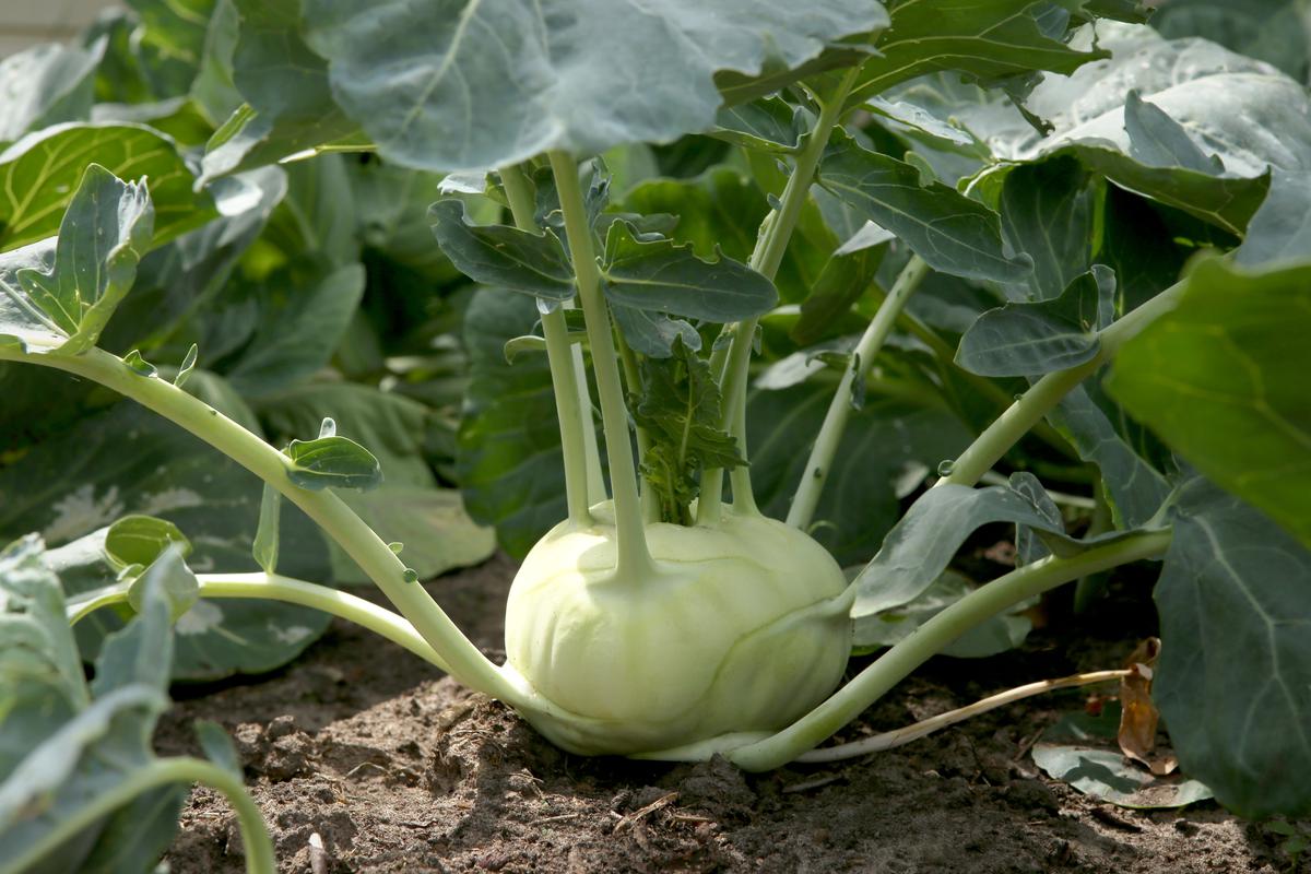 Kohlrabi Can Be Used in All Sorts of Culinary Dishes