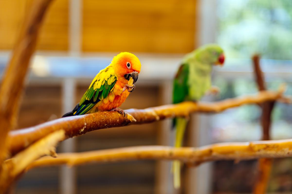 Larger Birds Such As Parakeets Require More Space