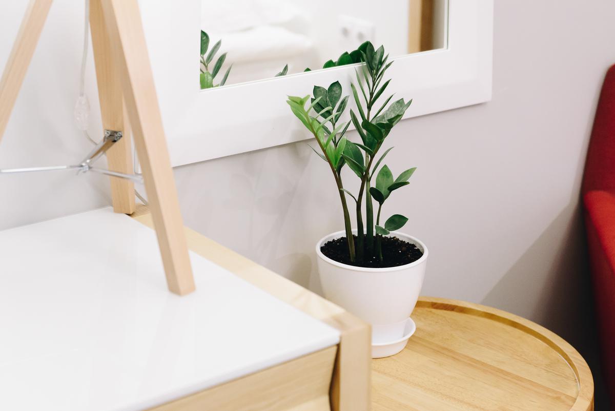 Many homeowners use ZZ plants for air purification, and for good reason!