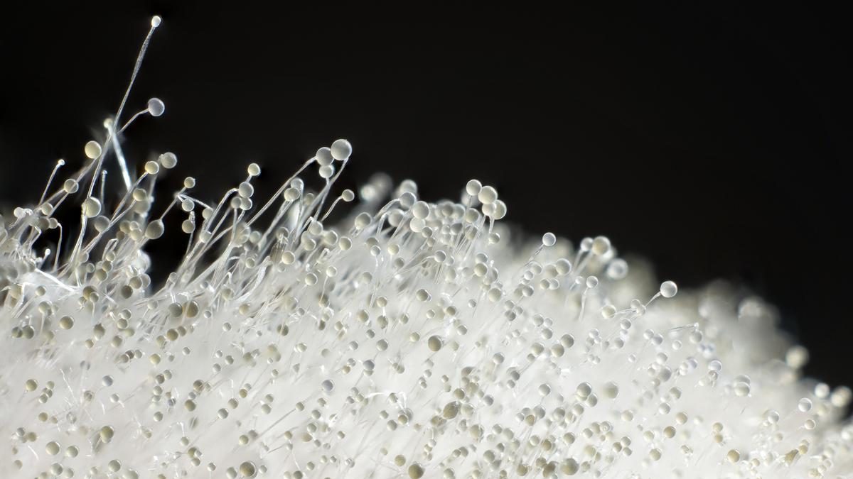 Mucor Causes Respiratory Issues