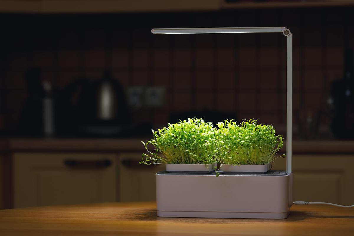 Giving your indoor plants enough natural light is of utmost importance.