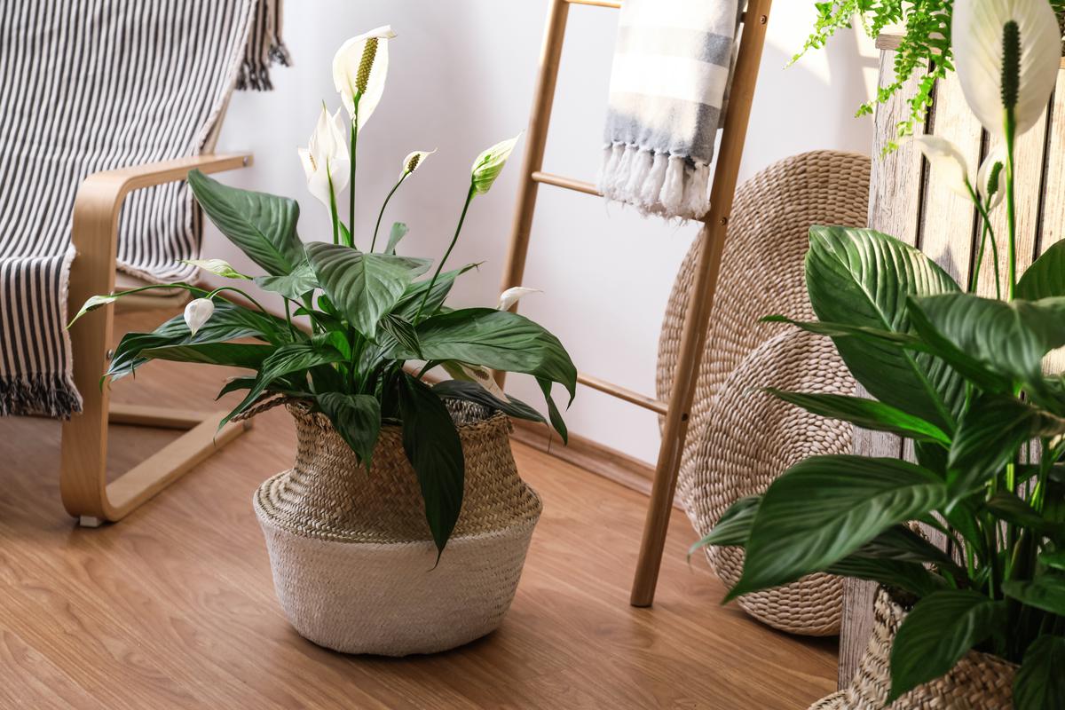 Peace lilies thrive in low-light rooms.