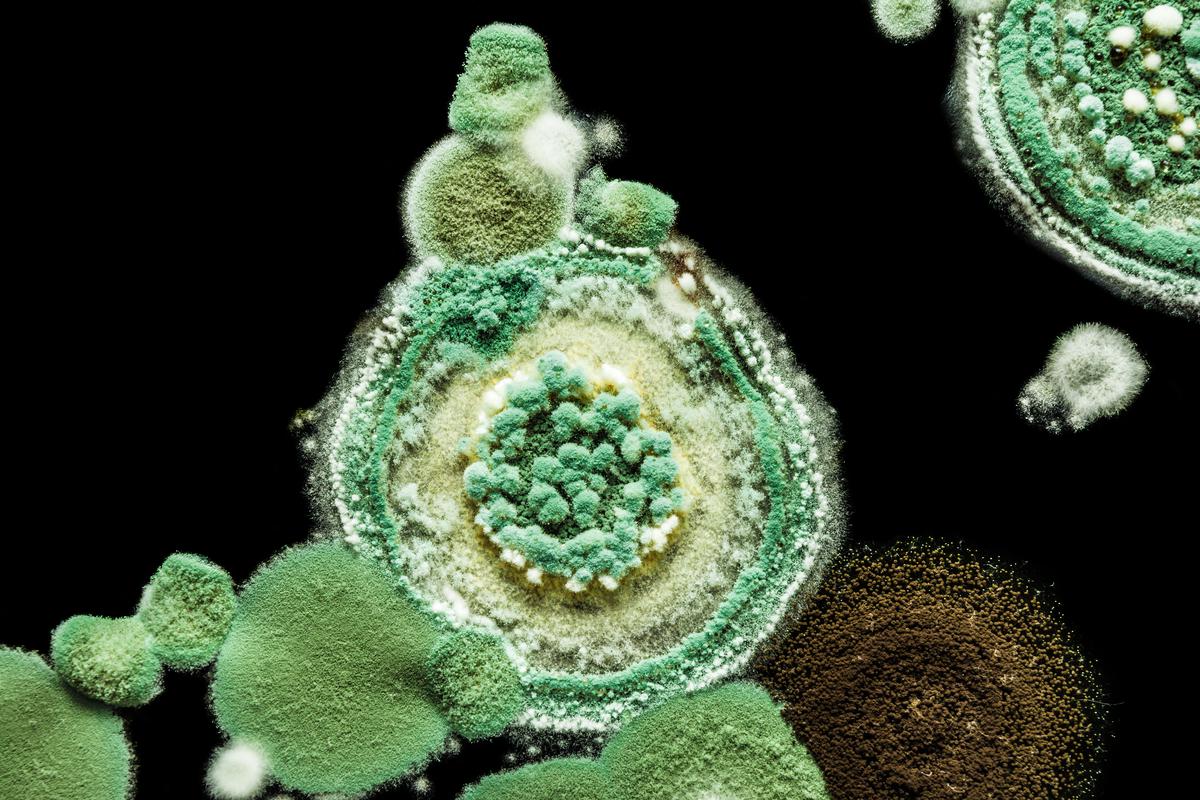 Penicillin Can be Either Green or Blue Colored