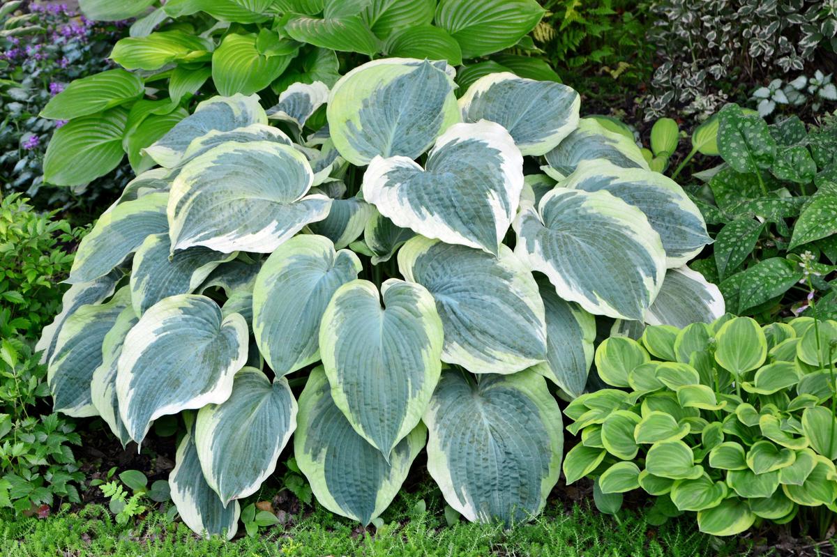 Perennial Plants That Are Hardy and Easy to Maintain