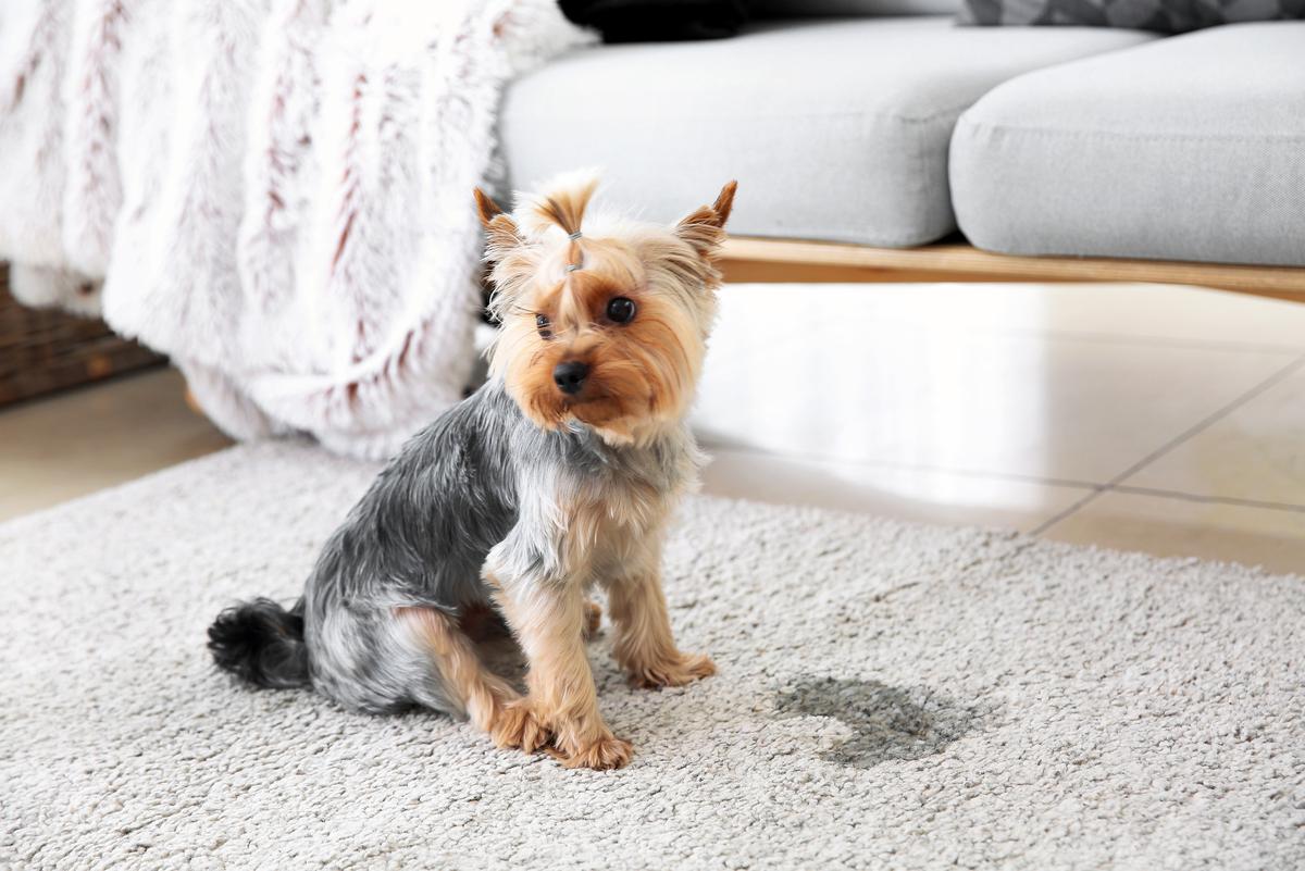Until you’ve successfully potty trained your pup, you’re bound to come across a few accidents, but luckily there are carpet cleaning hacks to help amend this mess.
